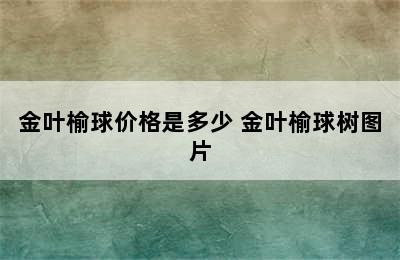 金叶榆球价格是多少 金叶榆球树图片